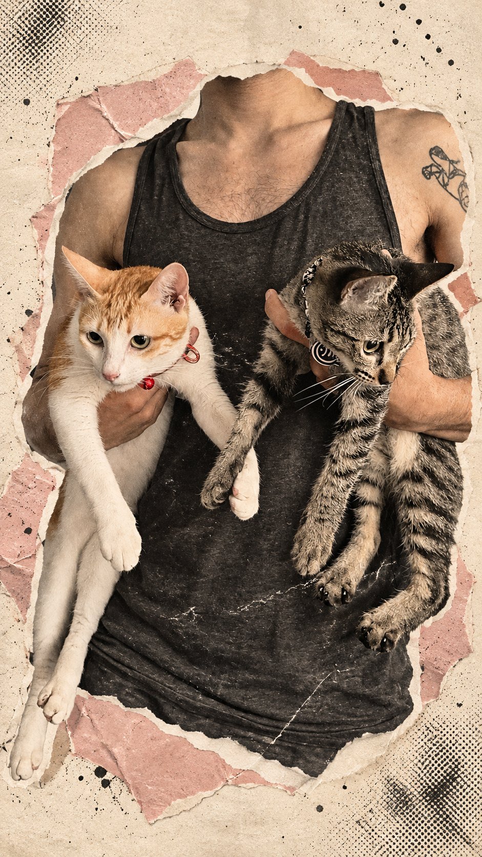 Two rescued puspins being held up, an orange-and-white cat with a red collar and a grey tabby